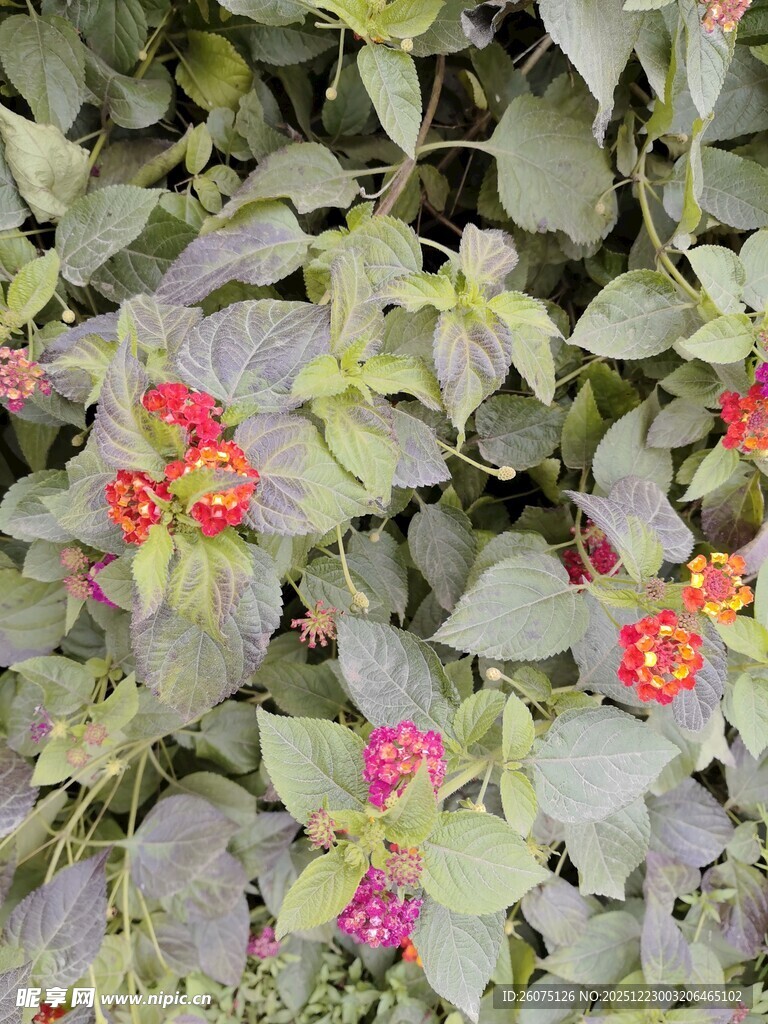 绿叶间绽放的多彩小花