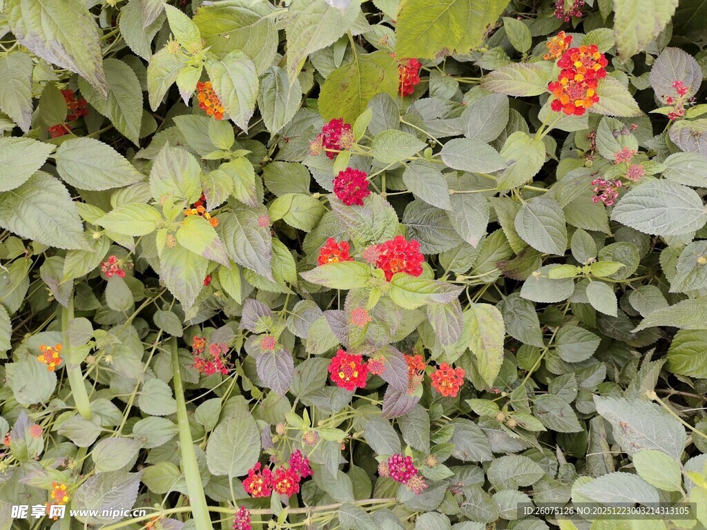 绿叶间的娇艳红色小花