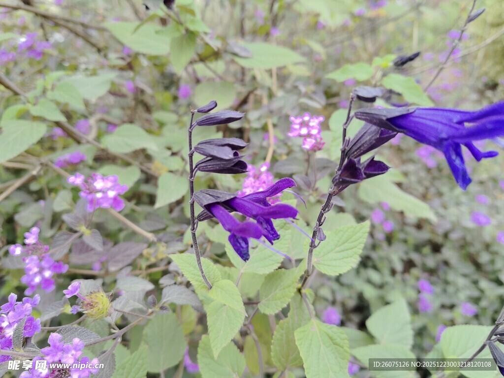 紫色花卉绽放于绿叶间