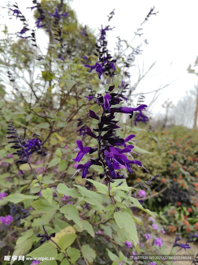 紫色花卉绽放于绿叶间