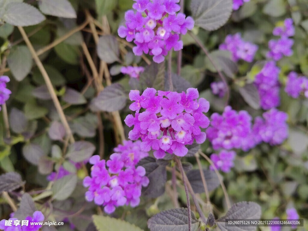 紫色小花绽放生机