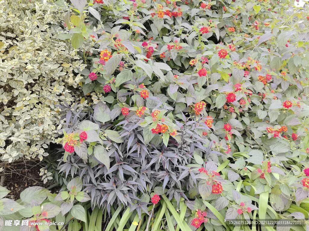 多彩花卉植物景观