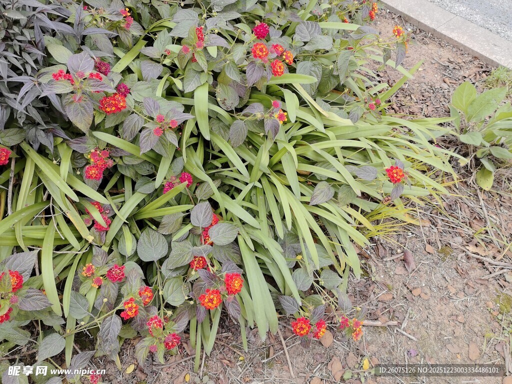 绿叶间绽放的鲜艳小红花