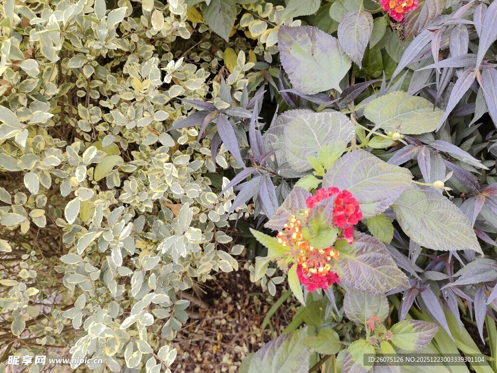 多彩花卉与绿叶植物景观