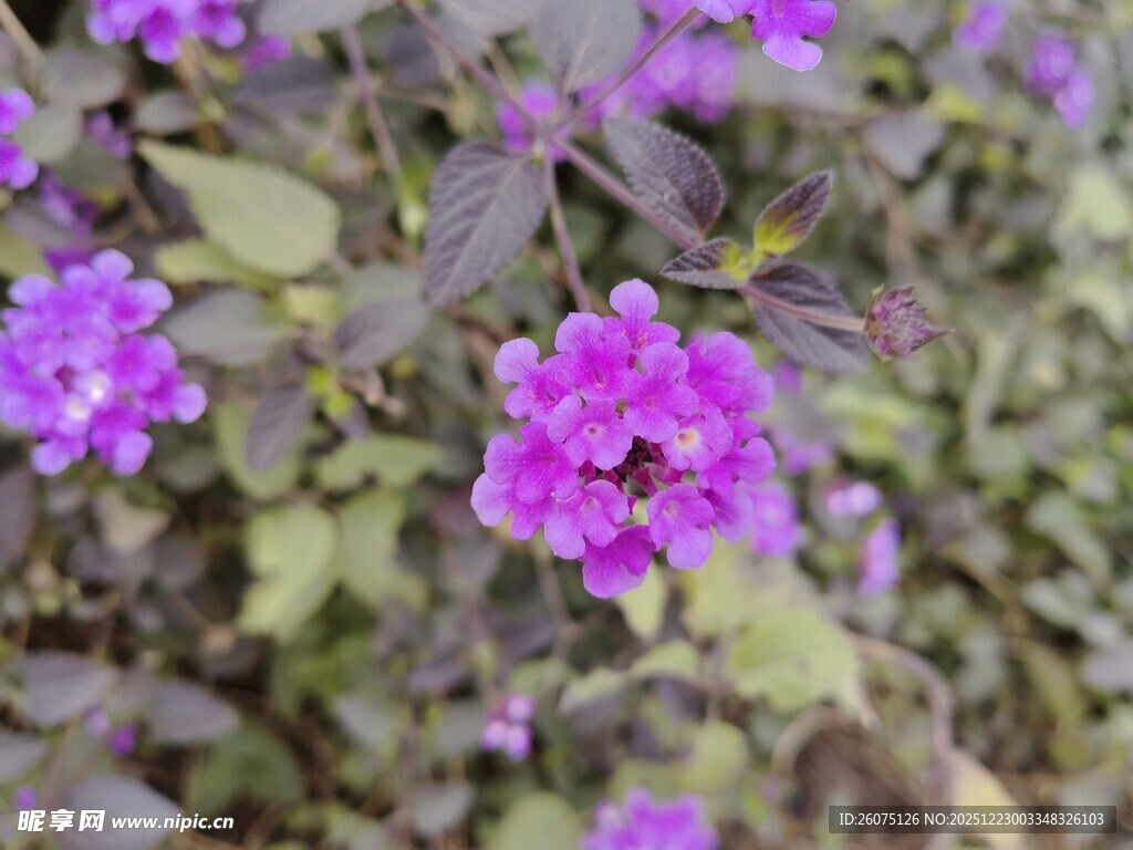 紫色小花绽放