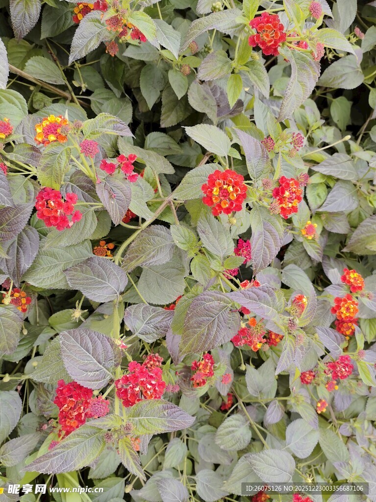 银叶间的艳红小花