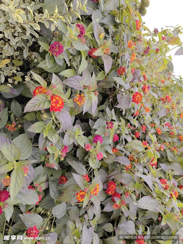 绿叶间绽放的多彩小花