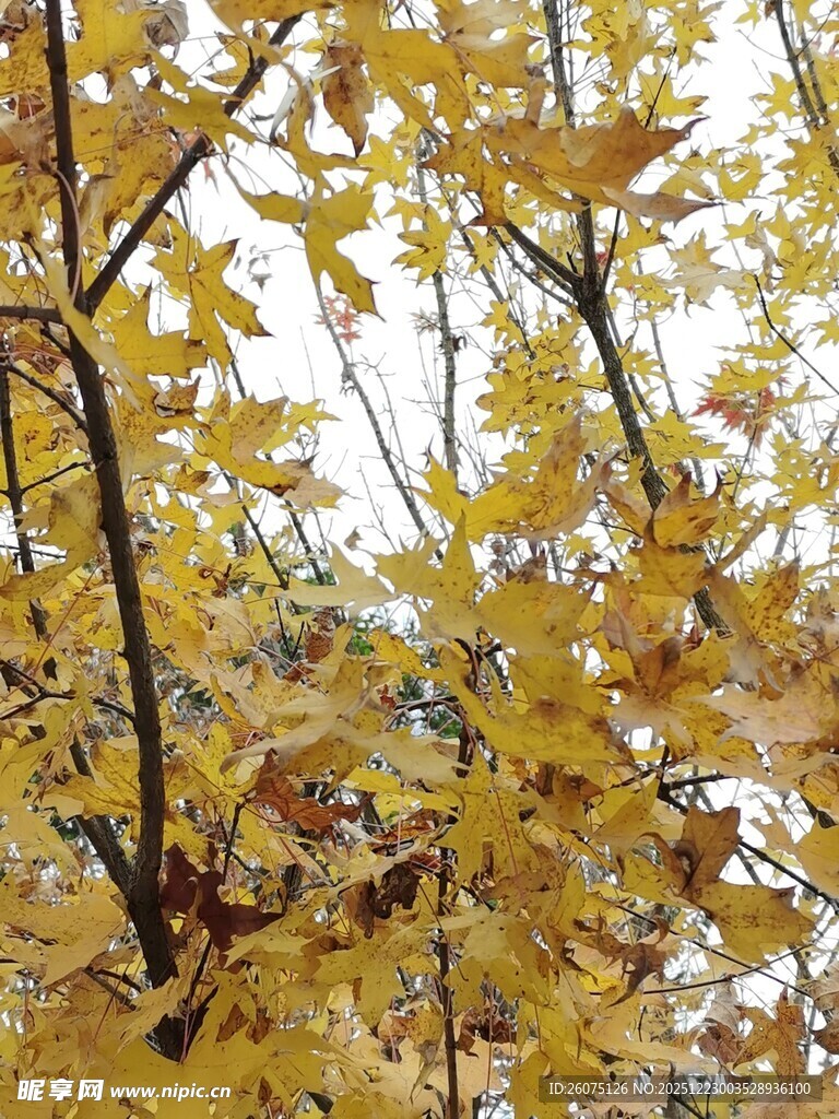 秋日银杏树枝叶美景
