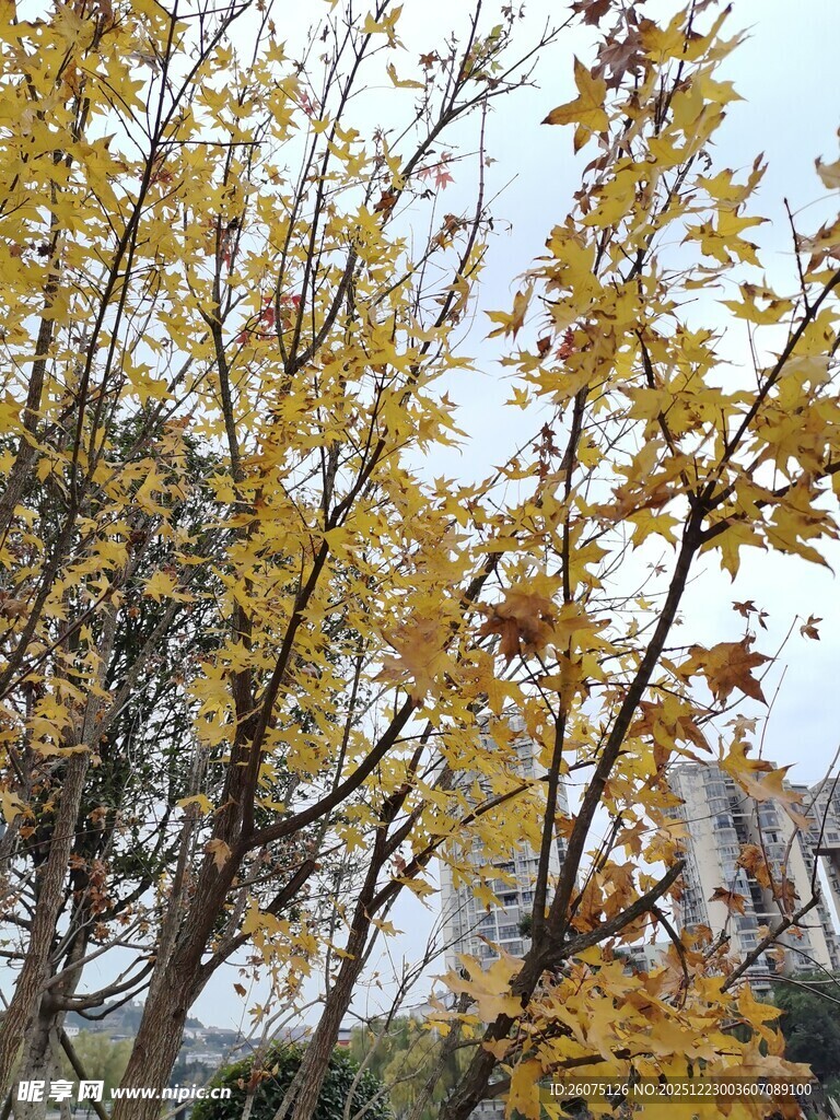 秋日金黄树叶的树木景观