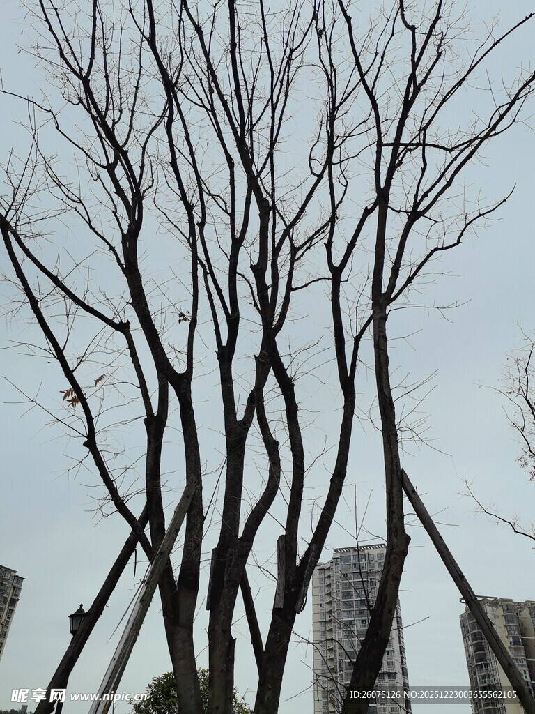 冬日枯树与远处高楼