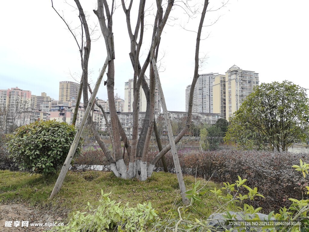 城市中光秃树木与绿植景观