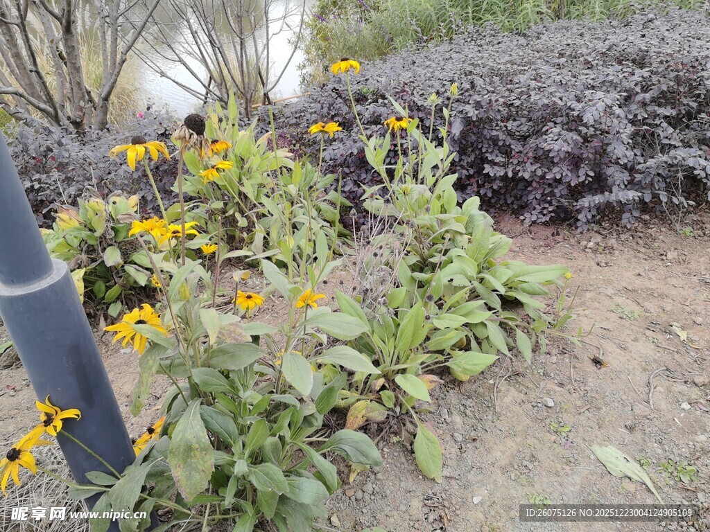 花园中的黄色花卉绽放
