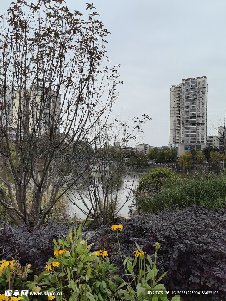 湖畔花草与远处高楼景致