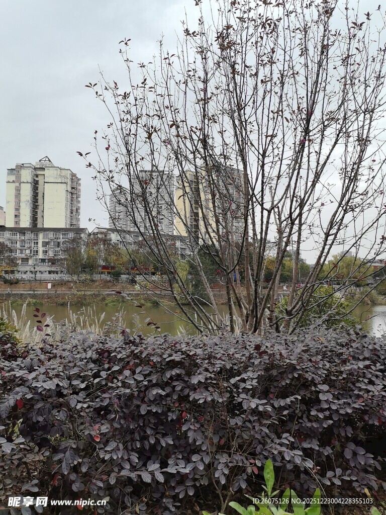 户外植物与远处建筑景观