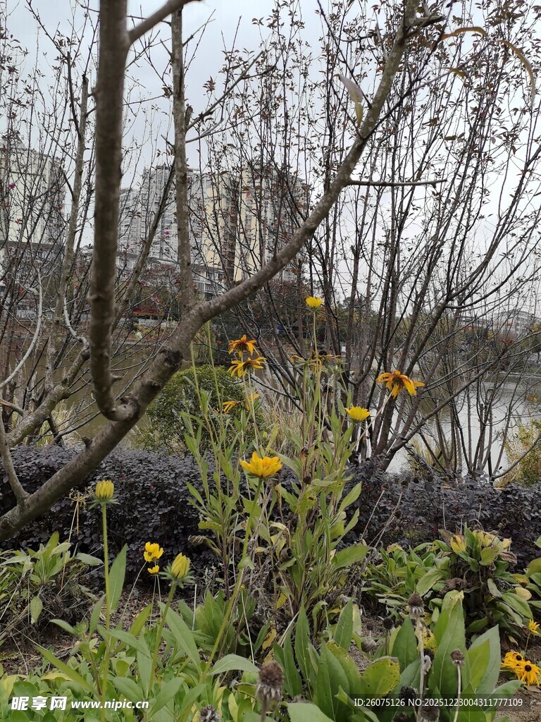 湖畔野花与枯树景观