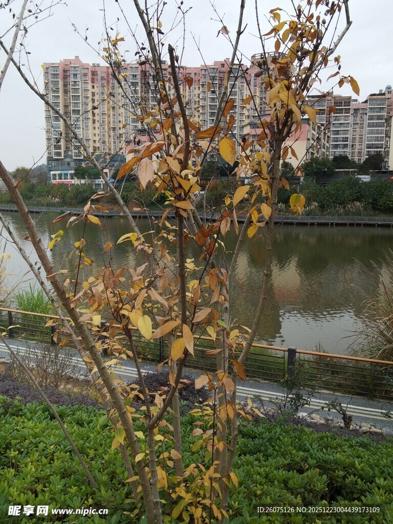 河畔秋景中的萧瑟树枝