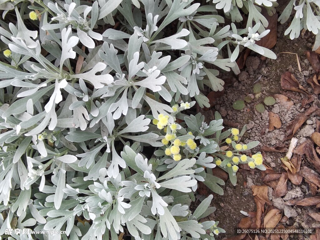 银叶植物与黄色小花
