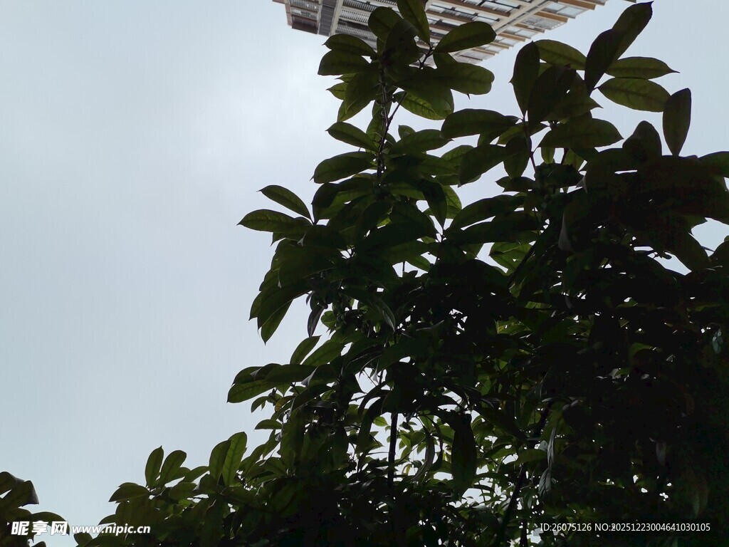 枝叶间的天空一角