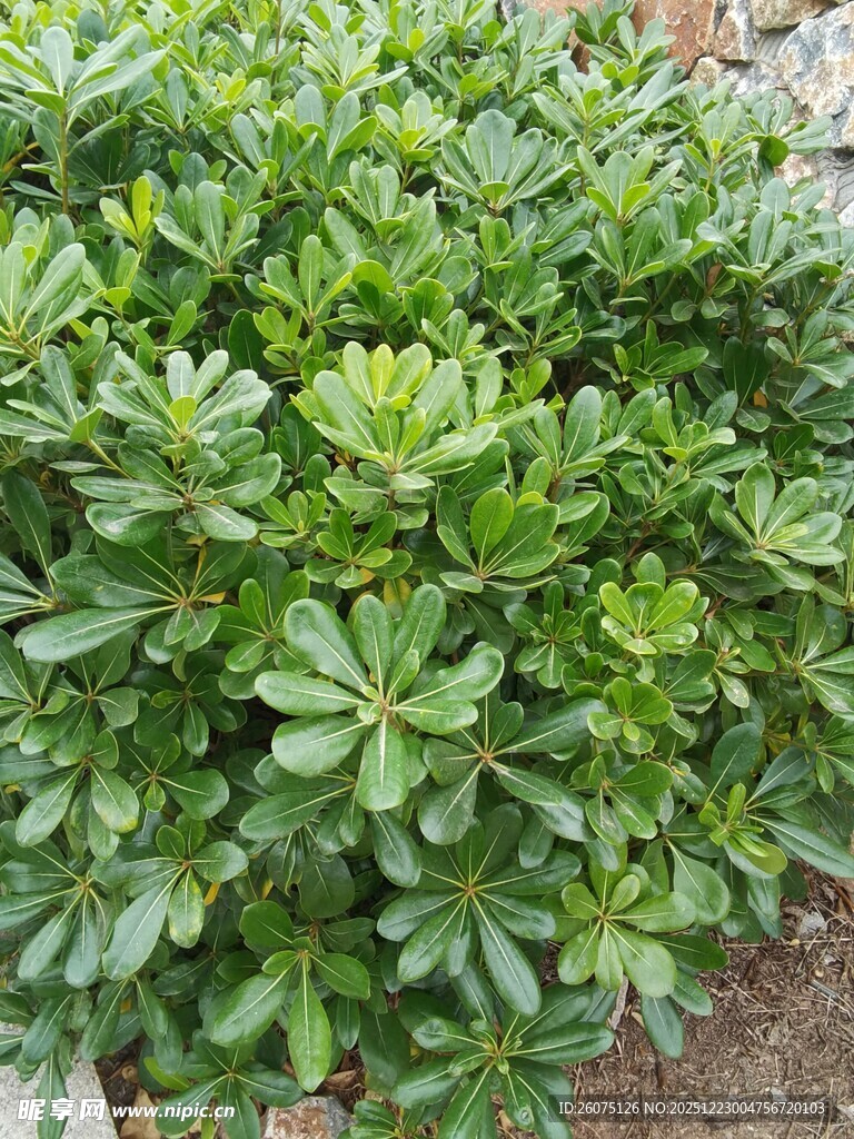 翠绿海桐植株特写