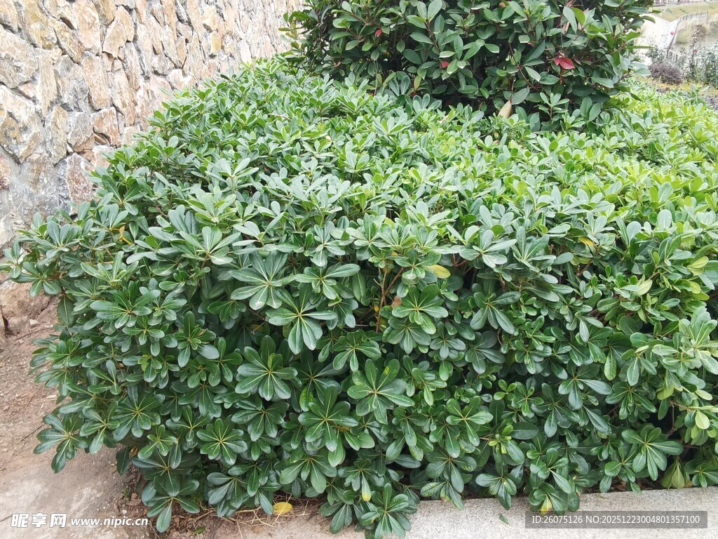 茂盛绿植灌木景观