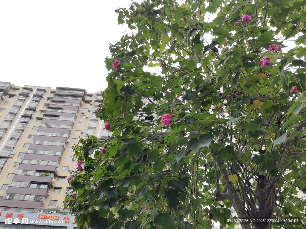 城市中繁花盛开的绿树