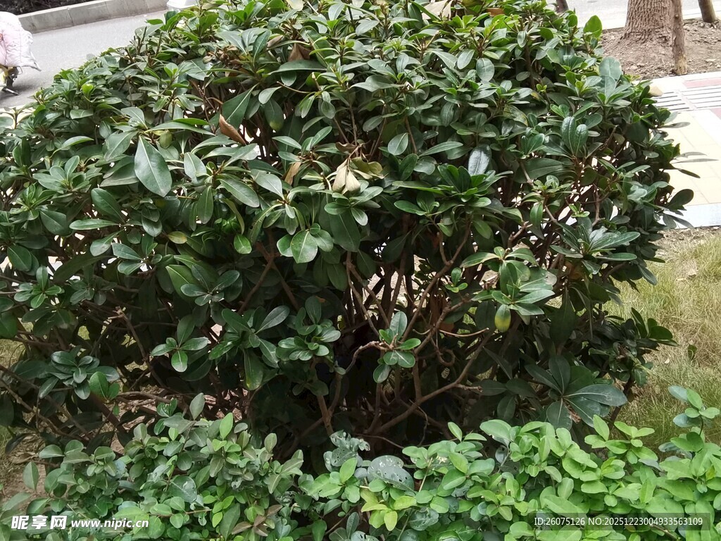 茂盛绿植灌木景观