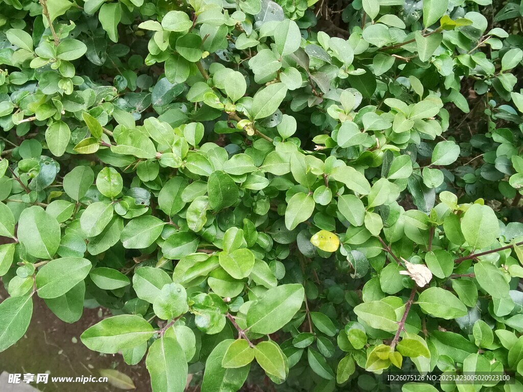 翠绿叶片的植物景观