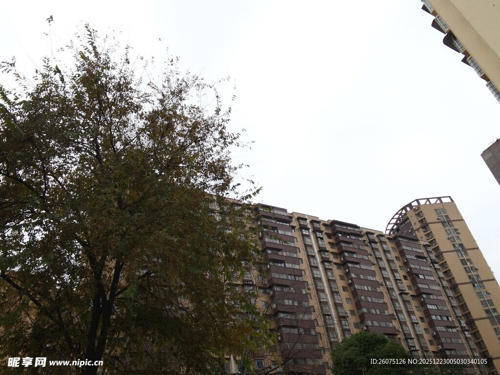 高层住宅旁的绿树景观