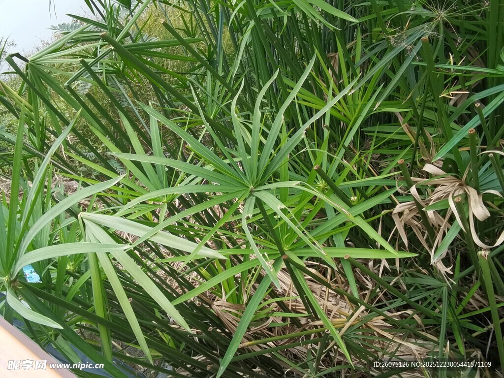 翠绿丛生的细长叶片植物