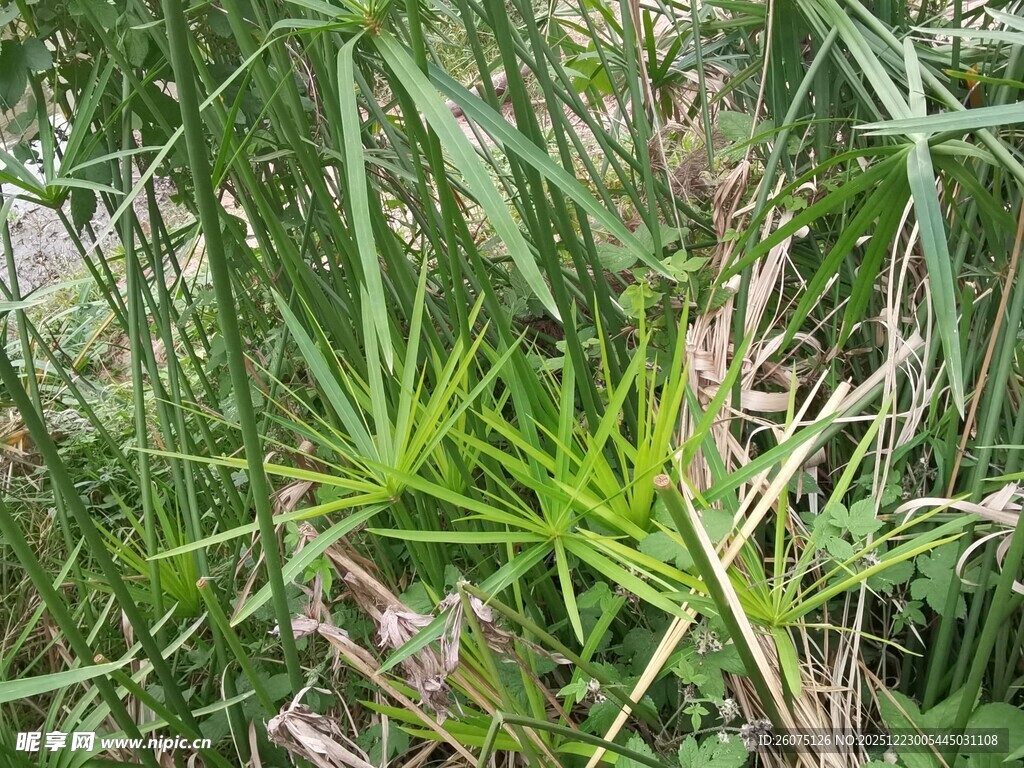 翠绿丛生的蓬勃植物