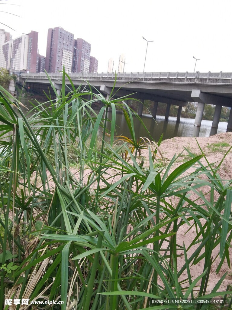 河畔绿植与远处桥梁景观