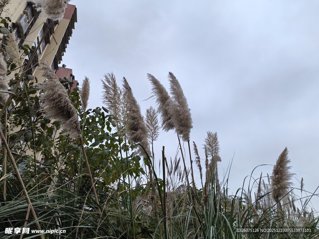 户外摇曳的蒲苇植物景观
