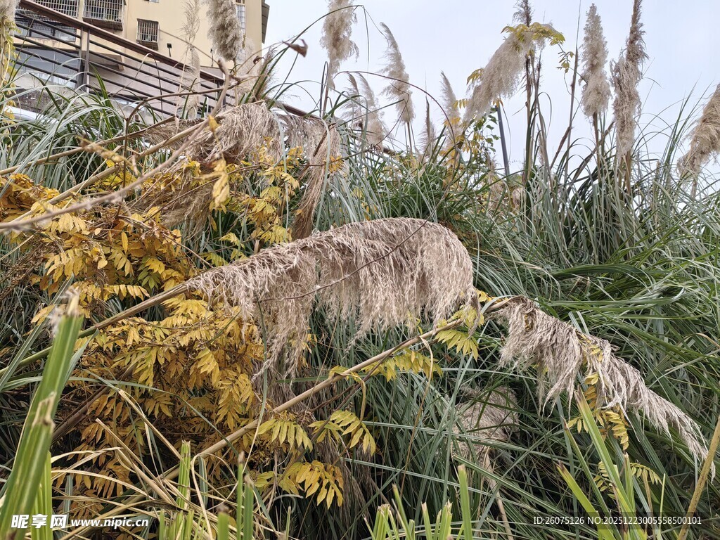 秋日户外的繁茂植物景观