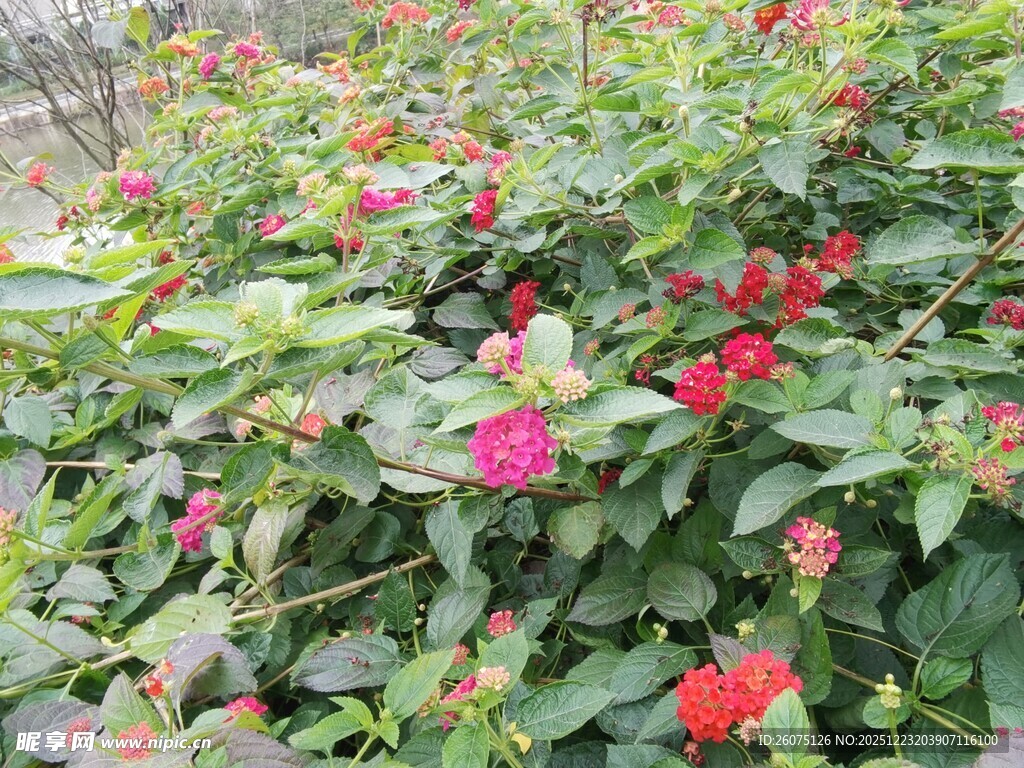 鲜艳花丛绽放美丽色彩