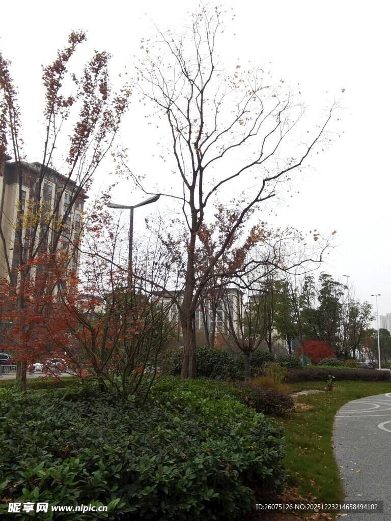 城市公园中的绿植与小径