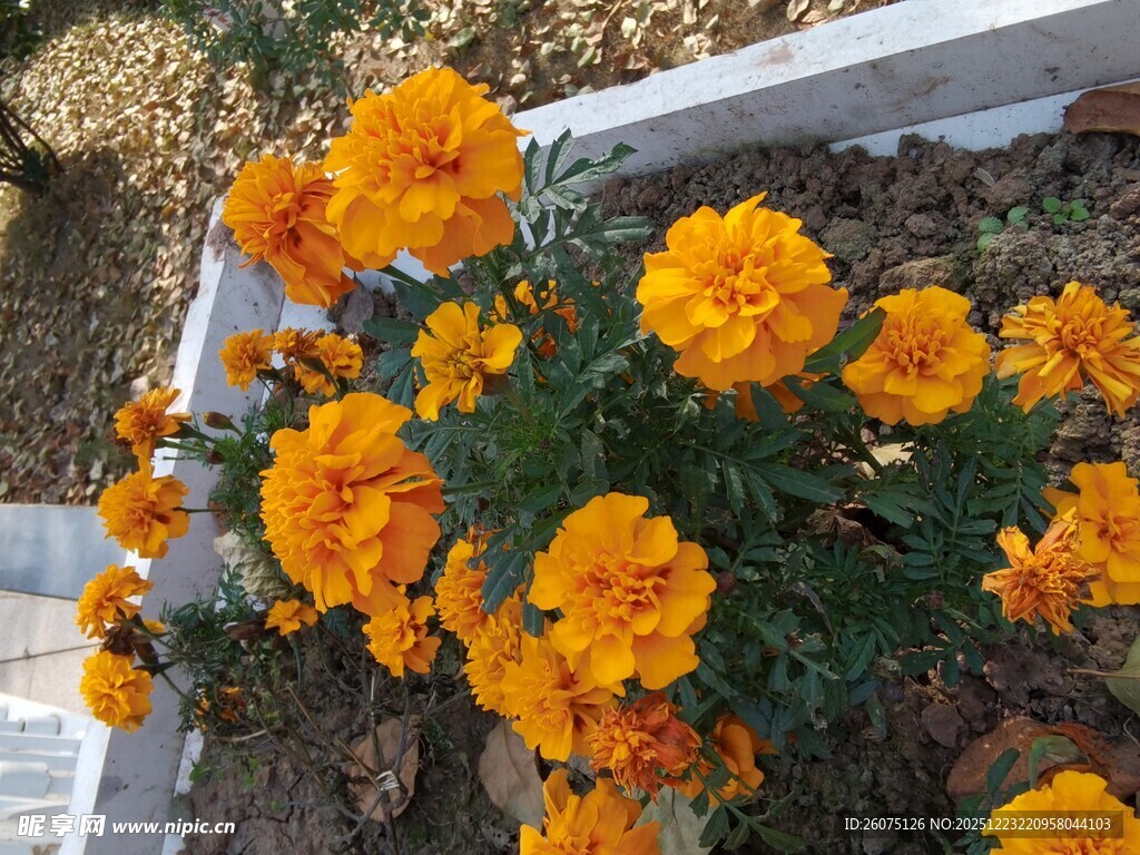 橙色万寿菊绽放于花丛中