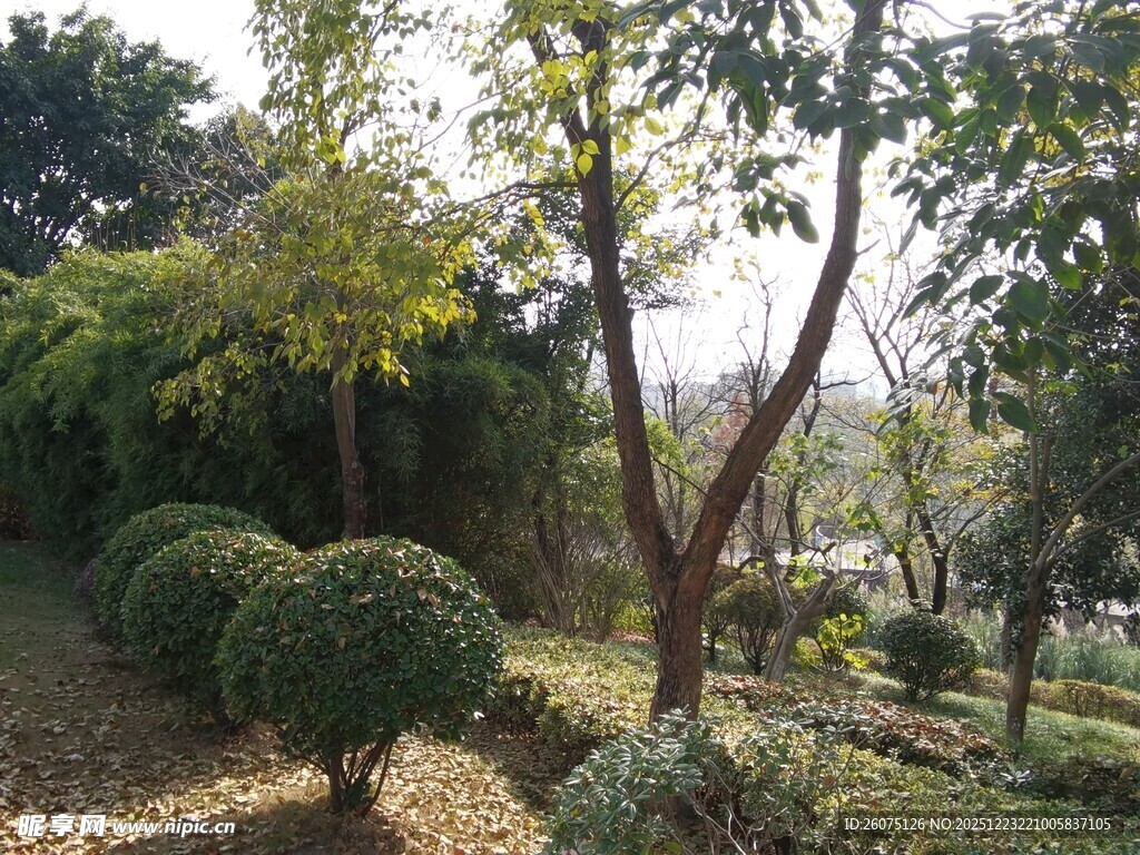 园林景观中的绿植与树木