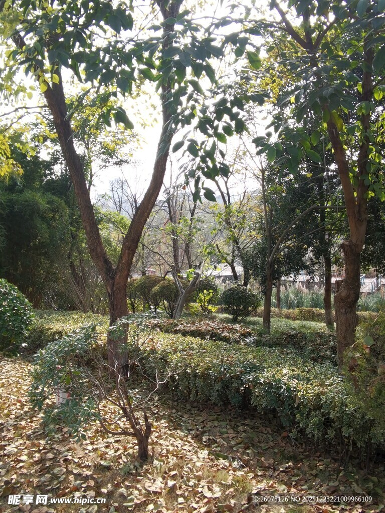 秋日公园静谧林间景致