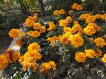 盛开的橙色万寿菊景观