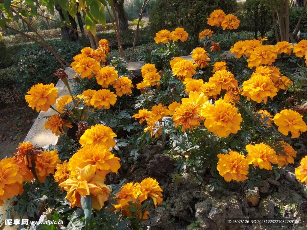盛开的橙色万寿菊景观