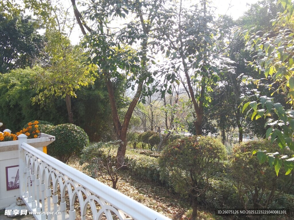 园林景致中的白色围栏