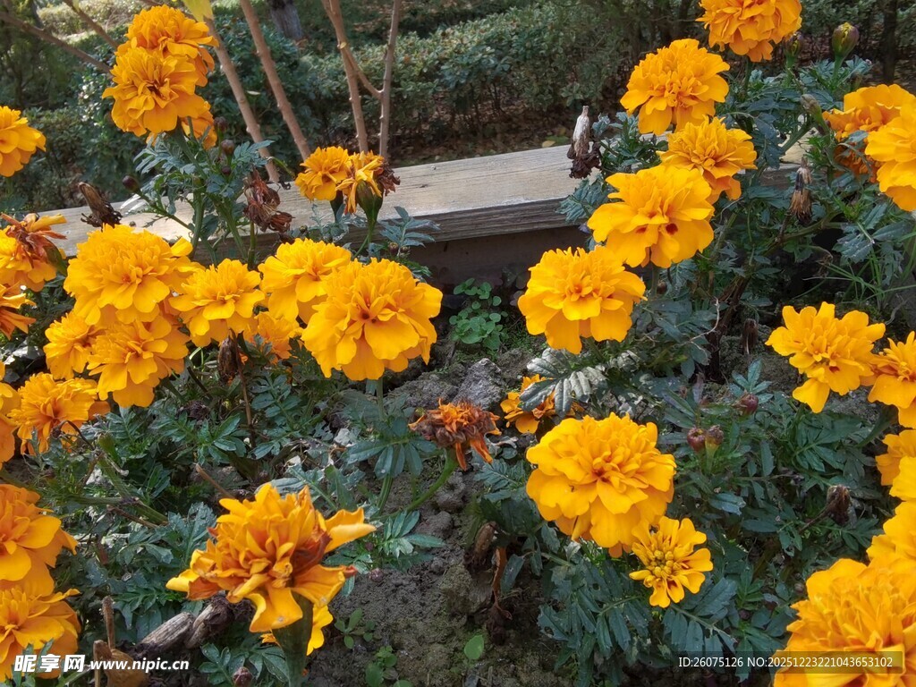 盛开的黄色万寿菊花朵