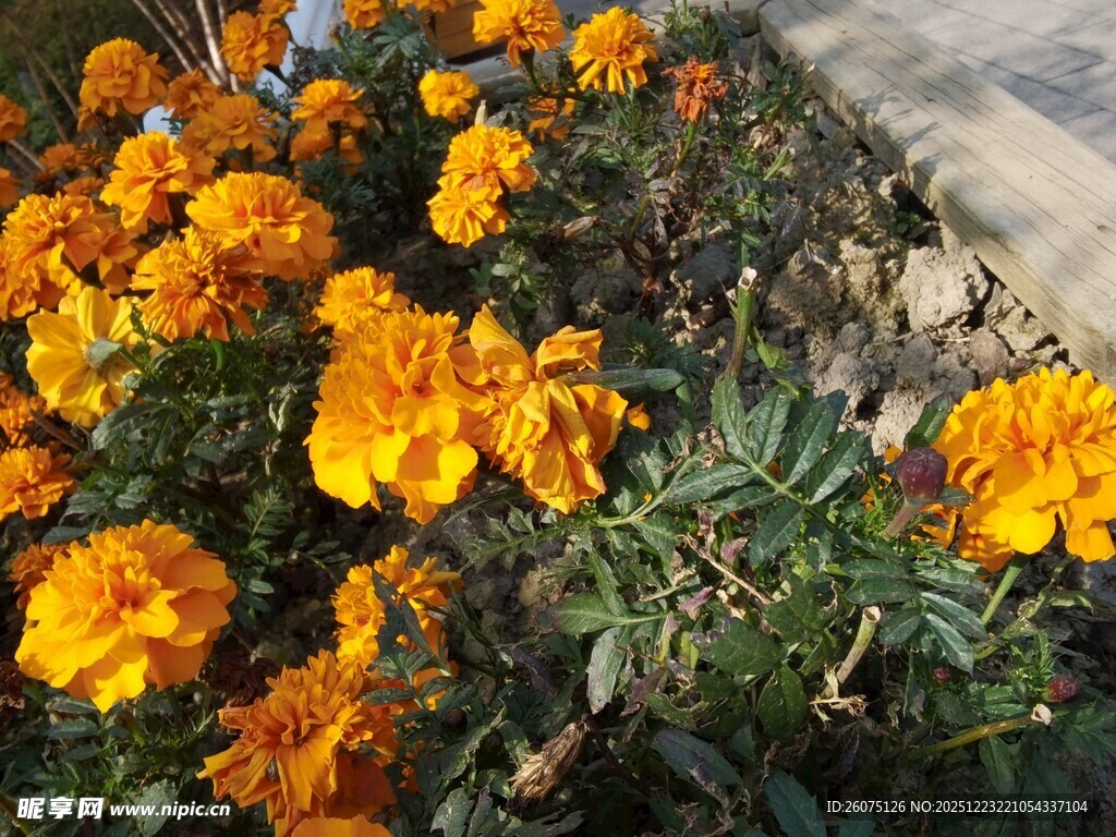 鲜艳万寿菊绽放生机