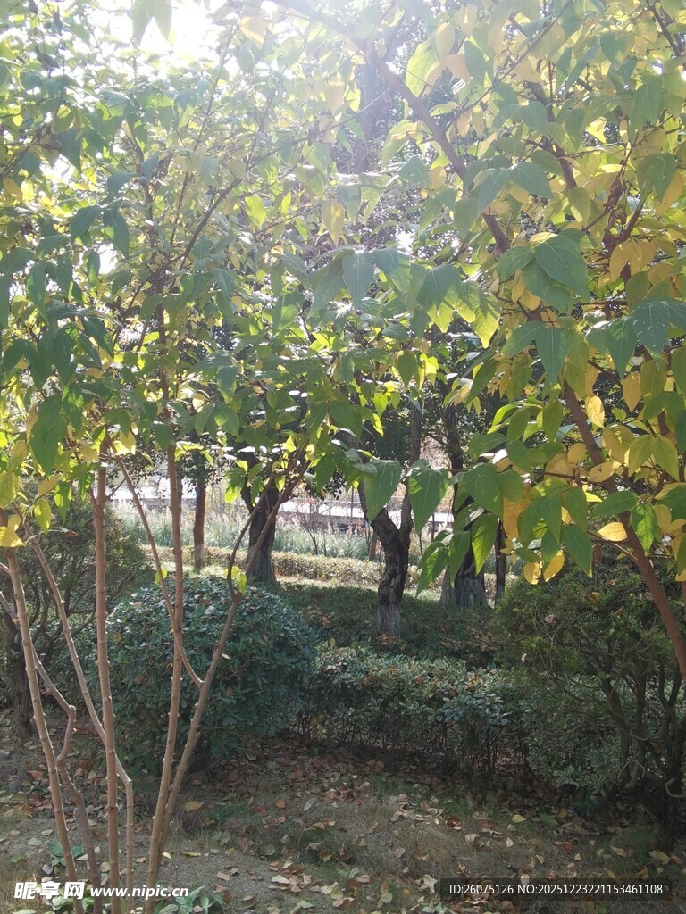 阳光洒落林间绿意景象