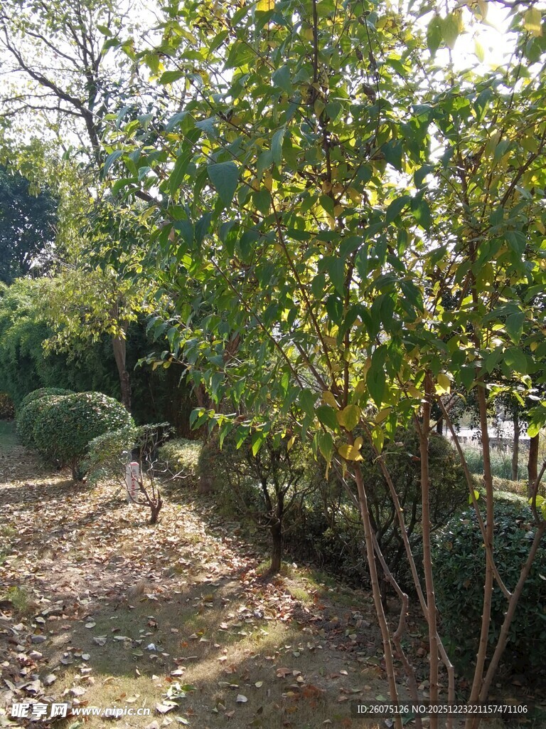 秋日林间小道景色