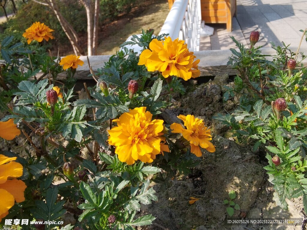 花园中的艳丽黄色花朵