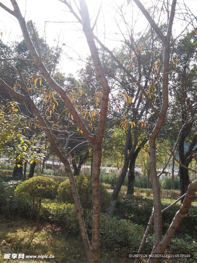 阳光洒落林间的静谧景象