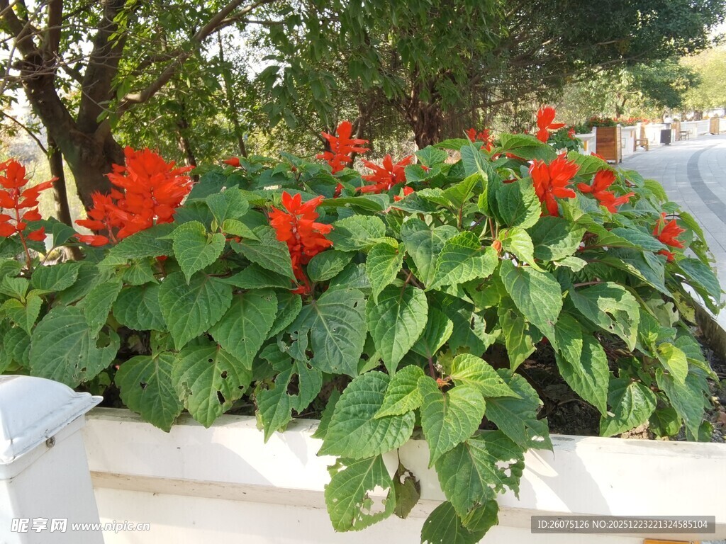 白色花箱中的鲜艳串串红