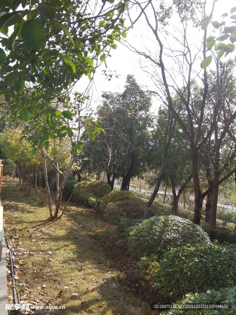 秋日林间小道景色