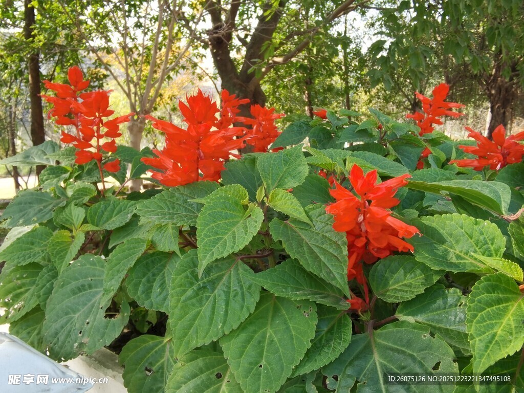 鲜艳一串红绽放绿叶间